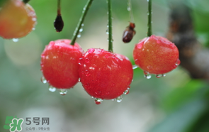 櫻桃掉果怎么回事？櫻桃掉果怎么處理？