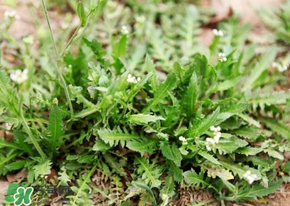 薺菜什么時(shí)候開花？薺菜花什么時(shí)候采？