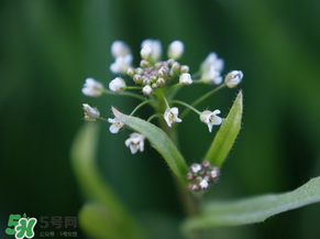 薺菜什么時(shí)候開花？薺菜花什么時(shí)候采？