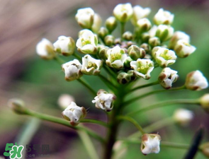 薺菜什么時(shí)候開花？薺菜花什么時(shí)候采？