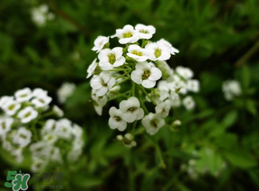 薺菜花可以泡茶嗎？薺菜花泡茶喝有什么功效？