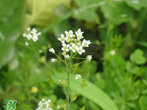 薺菜花可以泡茶嗎？薺菜花泡茶喝有什么功效？