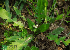 便秘能吃薺菜嗎？便秘可以吃薺菜嗎？