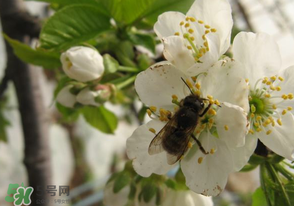 櫻桃怎么授粉？紅燈櫻桃怎么授粉？
