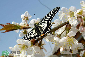 櫻桃怎么授粉？紅燈櫻桃怎么授粉？