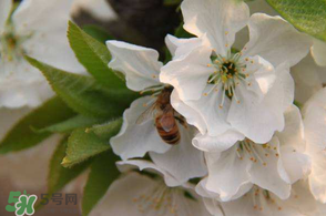 櫻桃怎么授粉？紅燈櫻桃怎么授粉？