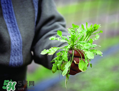 糖尿病人能吃薺菜嗎？糖尿病人可以吃薺菜嗎？