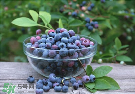藍莓一天吃多少為宜？藍莓每天吃多少合適？