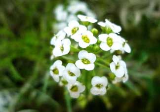 薺菜花可以泡茶嗎？薺菜花泡茶喝有什么功效？