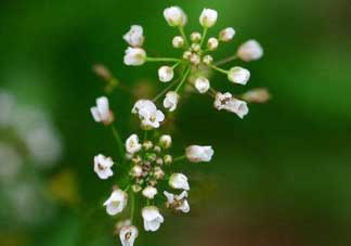 薺菜什么時候開花？薺菜花什么時候采？