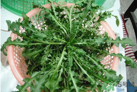 野生薺菜孕婦能吃嗎？野薺菜孕婦可以吃嗎？