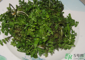薺菜水有什么好處？薺菜水的功效與作用
