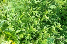 艾草是寒性的嗎？艾草是涼性的嗎？
