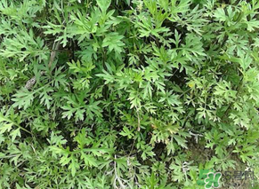 蒿子是發(fā)物嗎？蒿子是不是發(fā)物嗎？