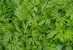 蒿子是發(fā)物嗎？蒿子是不是發(fā)物嗎？