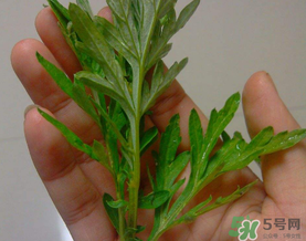 蒿子是艾葉嗎？蒿子和艾葉的區(qū)別