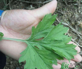 蒿子是艾葉嗎？蒿子和艾葉的區(qū)別