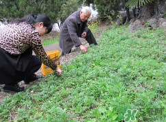 蒿子怎么保存？蒿子能放速凍保存嗎？