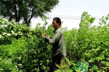 艾草可以泡腳嗎？艾葉泡腳的功效與作用