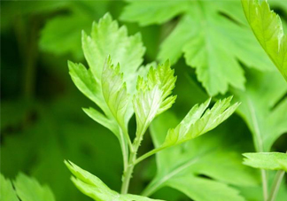 艾草是哪個(gè)季節(jié)的？艾草是什么季節(jié)采摘？