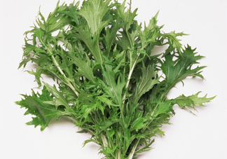 艾草是寒性的嗎？艾草是涼性的嗎？
