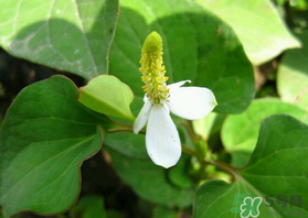 薺菜和魚腥草能一起吃嗎？薺菜和魚腥草可以同時泡茶嗎？