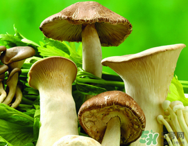 薺菜和蘑菇能一起吃嗎？薺菜和菇類能一起吃嗎？