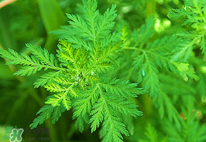 青蒿是什么植物？青蒿是種子植物還是裸子植物？