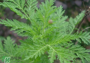 青蒿是什么植物？青蒿是種子植物還是裸子植物？
