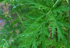 青蒿是什么植物？青蒿是種子植物還是裸子植物？
