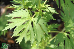 青蒿能吃嗎？青蒿可以吃嗎？