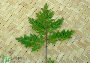 吃青蒿有好處嗎？青蒿的功效與作用