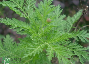 蒿子怎么做好吃？蒿子能涼拌嗎？