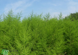 蒿子怎么做好吃？蒿子能涼拌嗎？