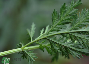 蒿子怎么做好吃？蒿子能涼拌嗎？