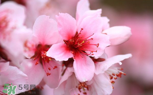 清明節(jié)還有桃花嗎？清明節(jié)去哪里看桃花？