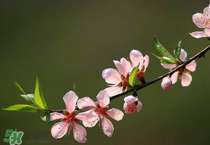 清明節(jié)還有桃花嗎？清明節(jié)去哪里看桃花？