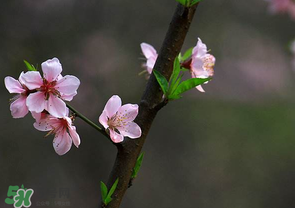 清明節(jié)還有桃花嗎？清明節(jié)去哪里看桃花？