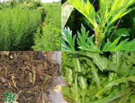 青蒿可以泡水喝嗎？青蒿能泡水喝嗎？