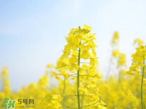 2017年清明節(jié)油菜花開(kāi)了嗎？2017年清明節(jié)還有油菜花嗎？