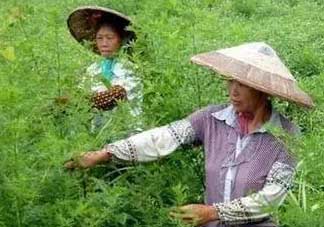 青蒿可以泡水喝嗎？青蒿能泡水喝嗎？