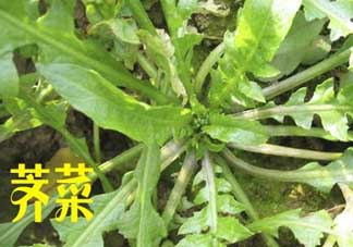 薺菜和狗肉能一起吃嗎？狗肉跟薺菜可以同食嗎？