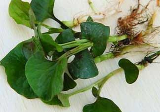 薺菜和魚腥草能一起吃嗎？薺菜和魚腥草可以同時泡茶嗎？