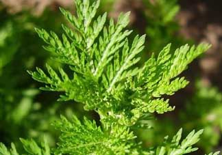 青蒿是什么植物？青蒿是種子植物還是裸子植物？