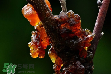 桃膠可以隔夜吃嗎？桃膠能過(guò)夜嗎？