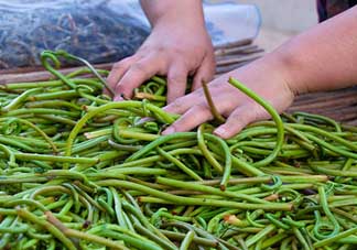 蕨菜什么時候采摘？蕨菜什么時候有？