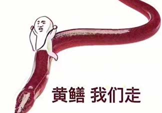 黃鱔為什么火了？黃鱔我們走為什么火了？
