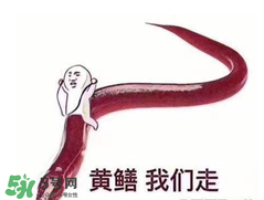 七彩皮皮鱔我們往死里鉆是什么意思？七彩皮皮鱔我們?nèi)€好地方是什么意思？