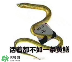 七彩皮皮鱔我們往死里鉆是什么意思？七彩皮皮鱔我們?nèi)€好地方是什么意思？