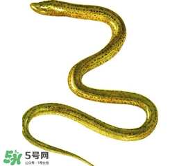 七彩皮皮鱔我們往死里鉆是什么意思？七彩皮皮鱔我們?nèi)€好地方是什么意思？